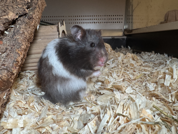 Teddyhamster von der Hamsterhilfe Südwest