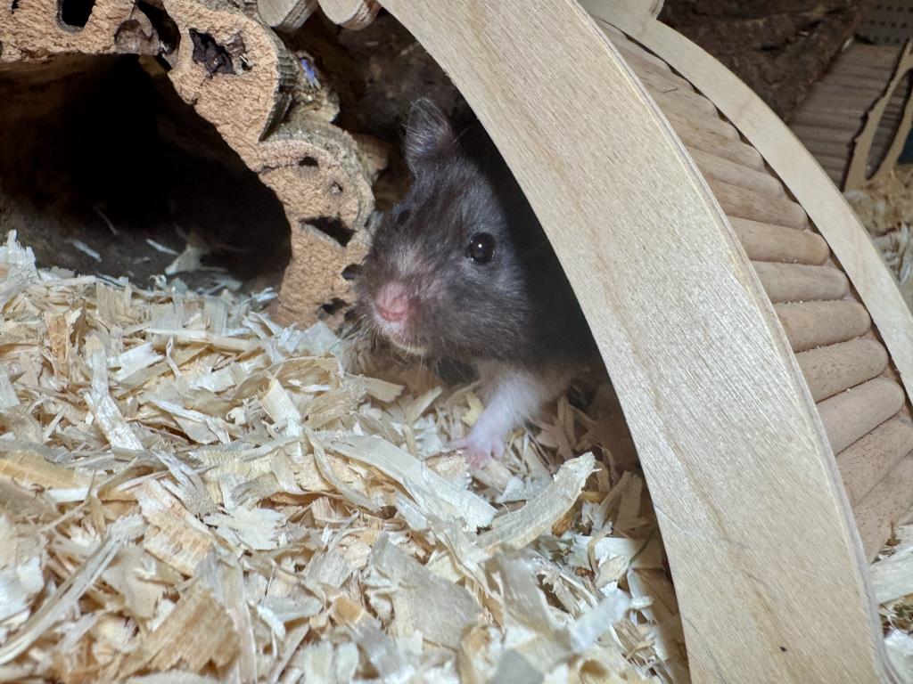 Teddyhamster von der Hamsterhilfe Südwest