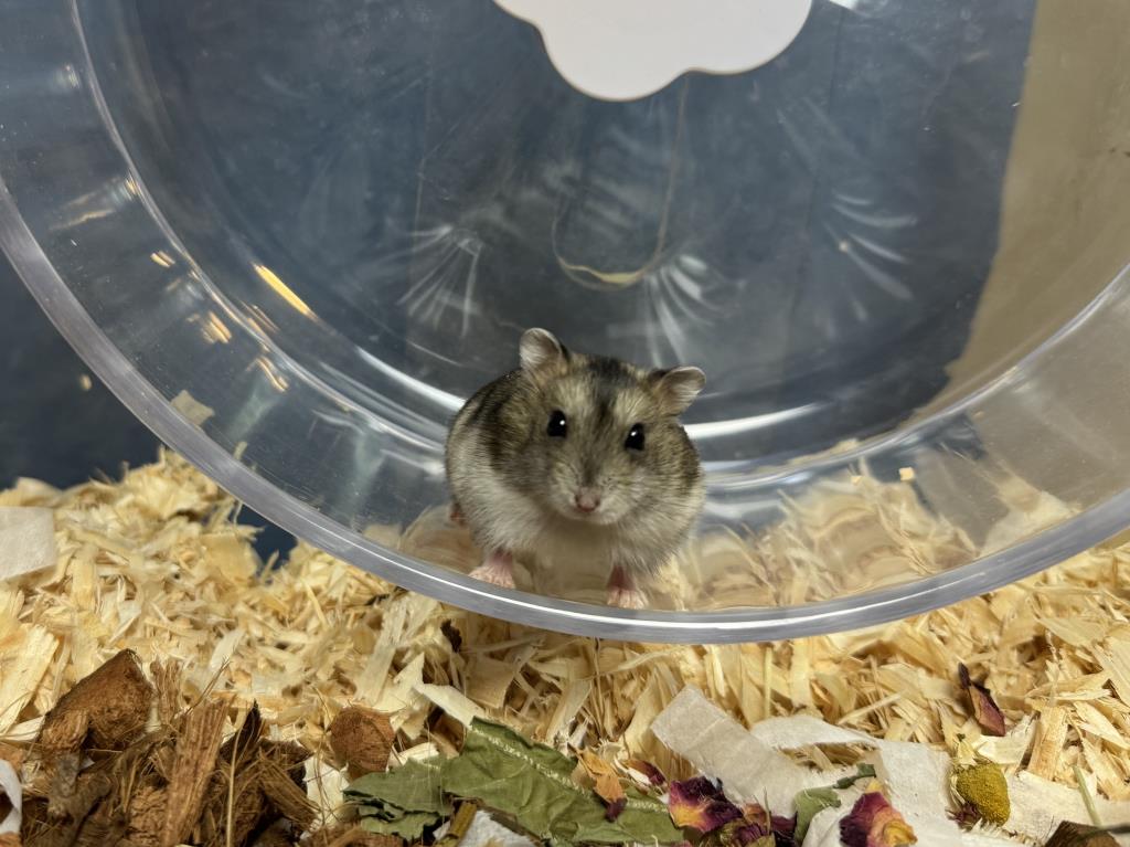 Udela Hybrid von der Hamsterhilfe Südwest