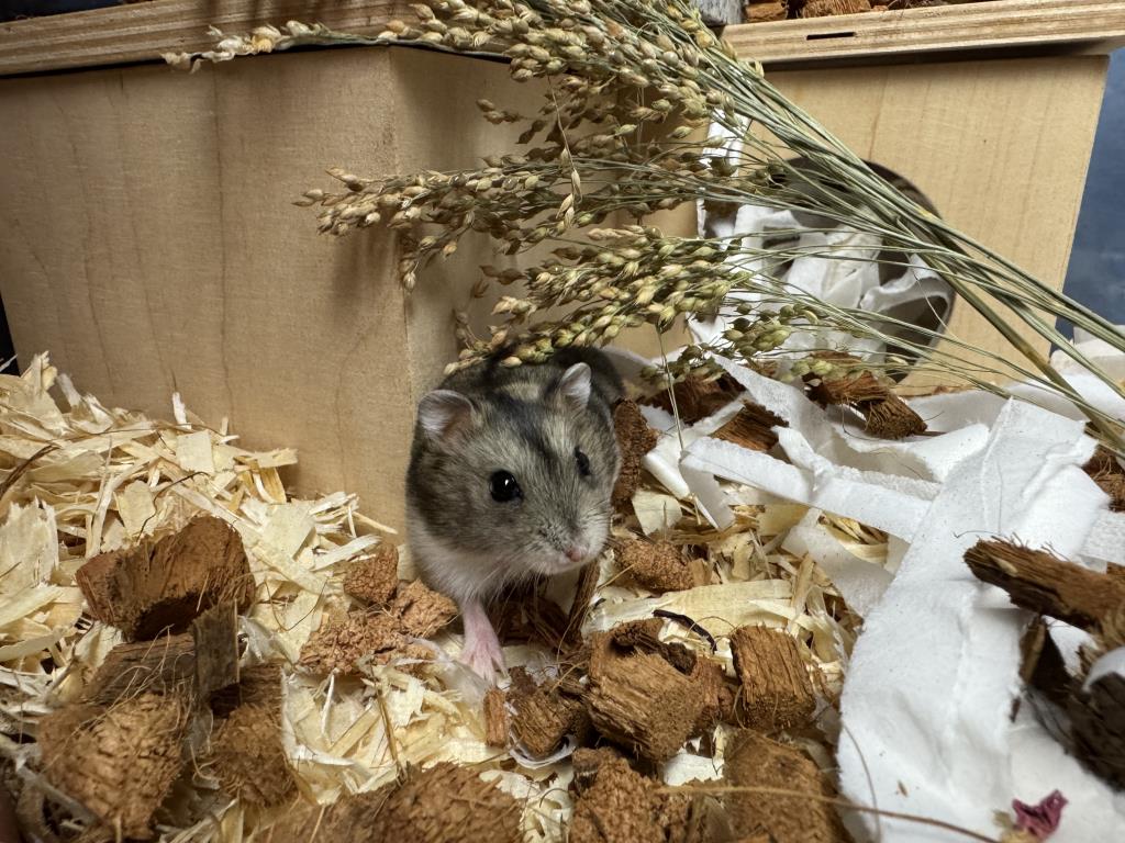 Udela Hybrid von der Hamsterhilfe Südwest