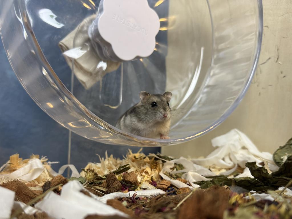 Udela Hybrid von der Hamsterhilfe Südwest