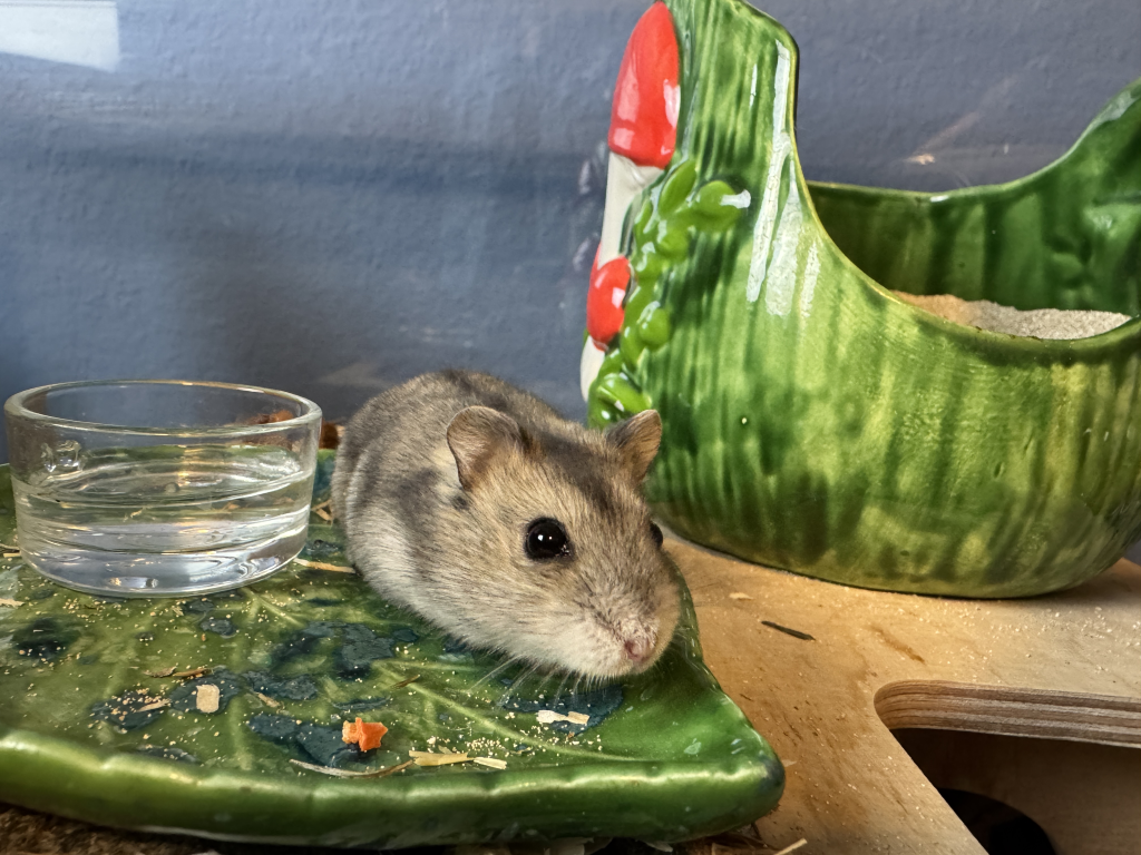 Udine Hybrid von der Hamsterhilfe Südwest