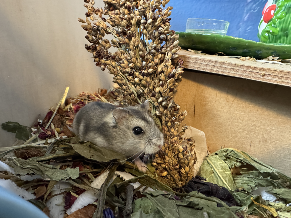 Udine Hybrid von der Hamsterhilfe Südwest