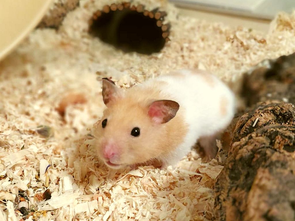 Goldhamster Fox von der Hamsterhilfe Südwest