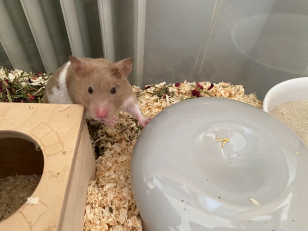 Goldhamster Hamsterhilfe Südwest