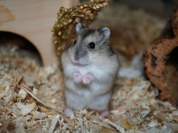 Zwerghamster Maui von der Hamsterhilfe Südwest