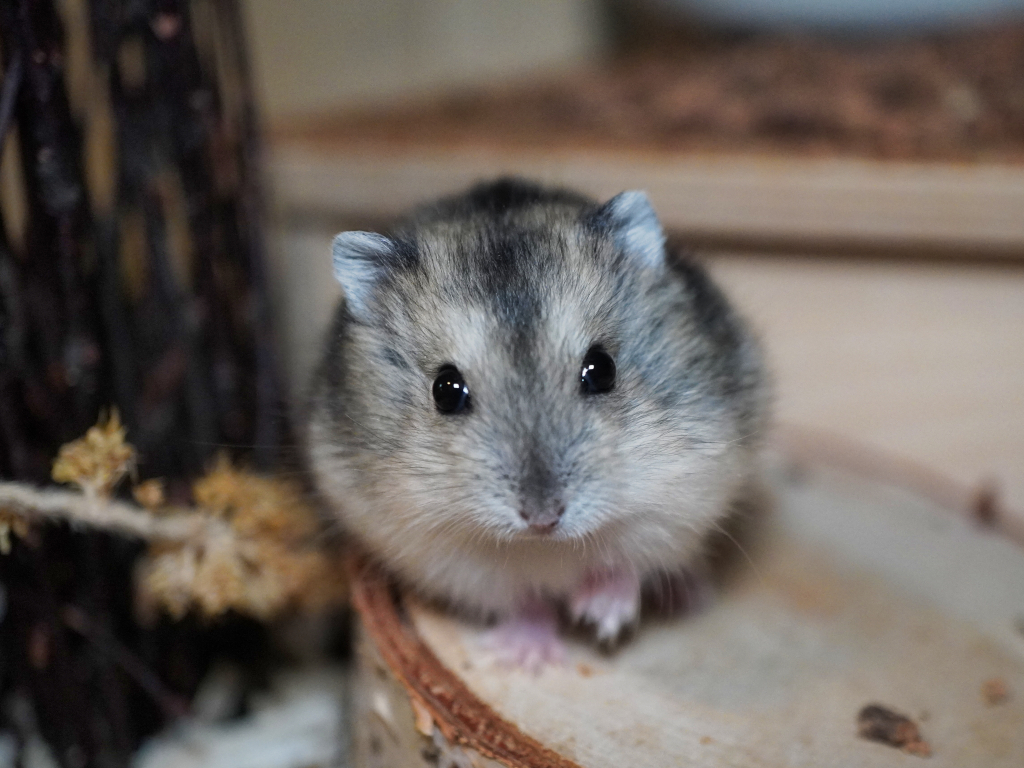 Zwerghamster Meeko von der Hamsterhilfe Südwest