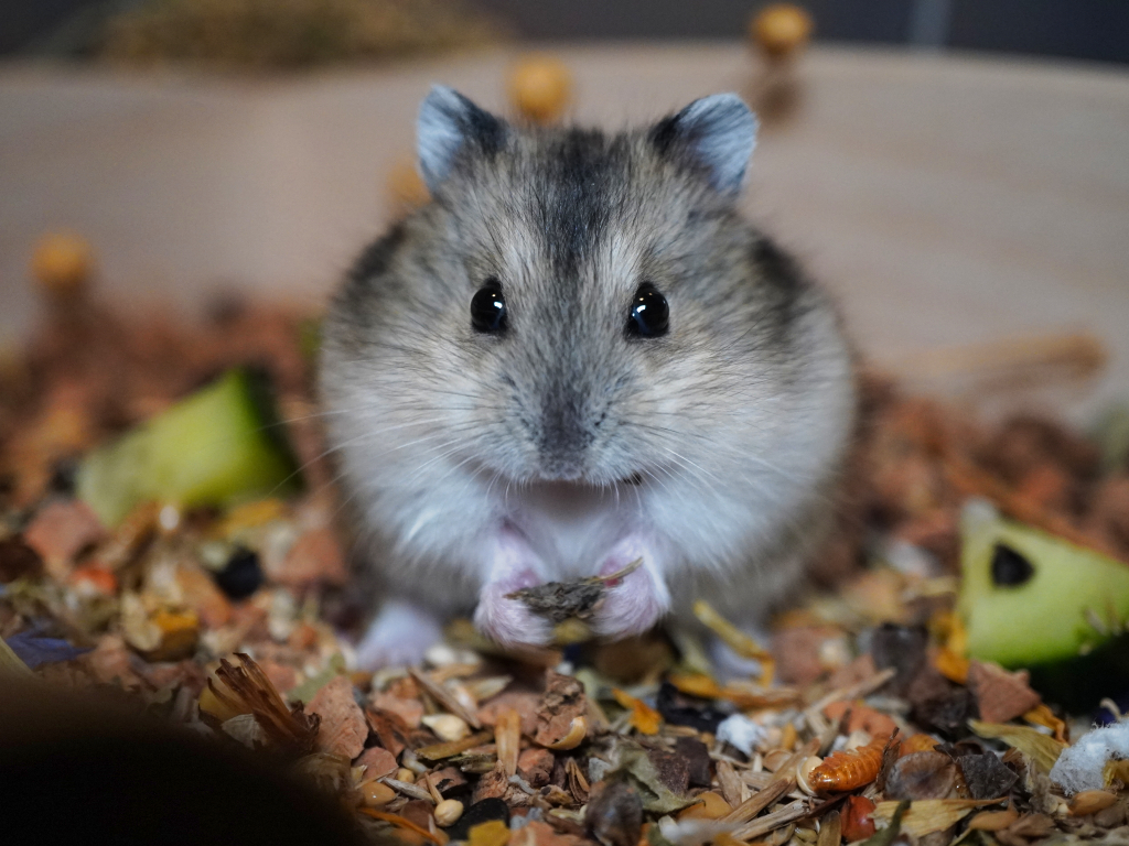 Zwerghamster Mulan von der Hamsterhilfe Südwest