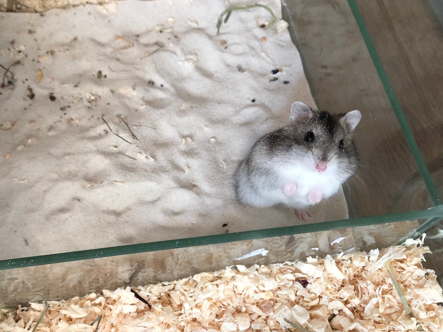 Zwerghamster Uluwatu Hamsterhilfe Südwest