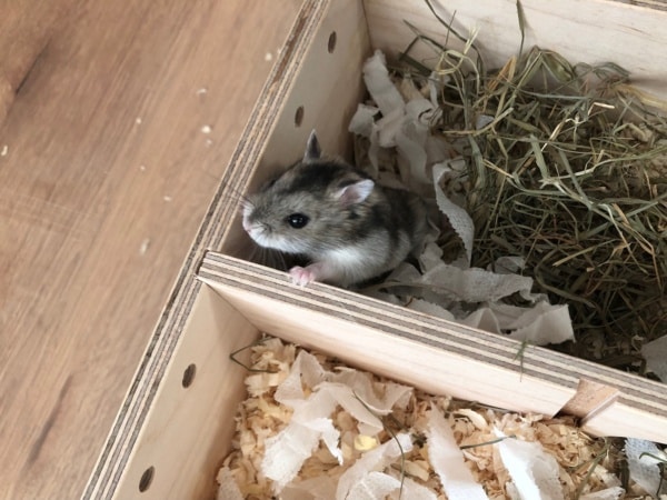 Zwerghamster Urija Hamsterhilfe Südwest