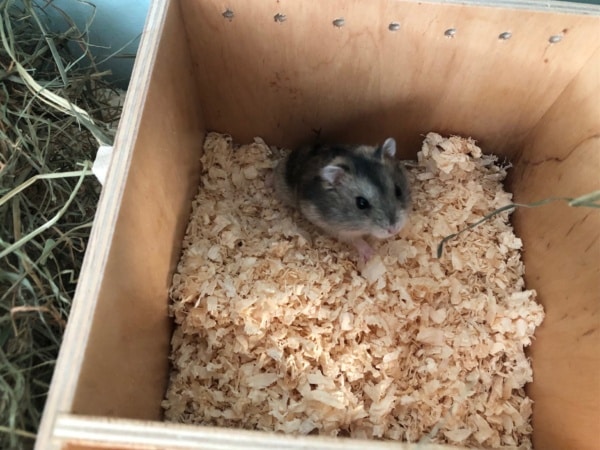 Zwerghamster Ursus Hamsterhilfe Südwest