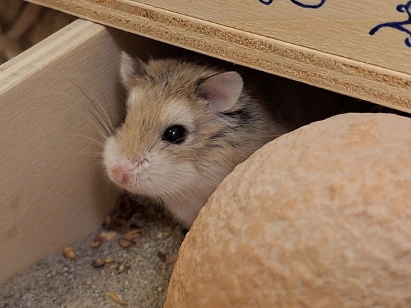 Fayette Roborowski-Zwerghamster Agouti Hamsterhilfe Südwet