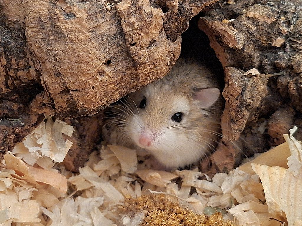 Fayette Roborowski-Zwerghamster Agouti Hamsterhilfe Südwest
