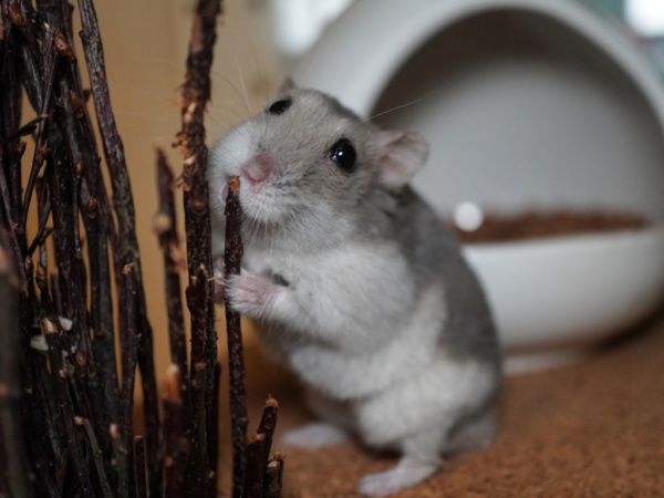 Zwerghamster Rubina von der Hamsterhilfe Südwest