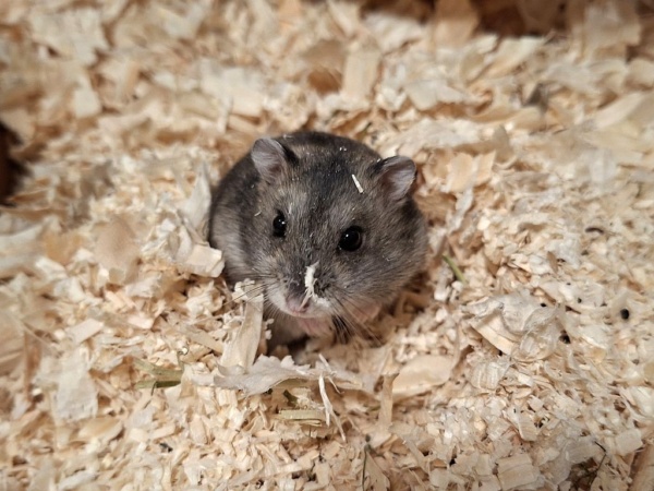 Uda Dsungaren-Hybrid Agouti Hamsterhilfe-Südwest