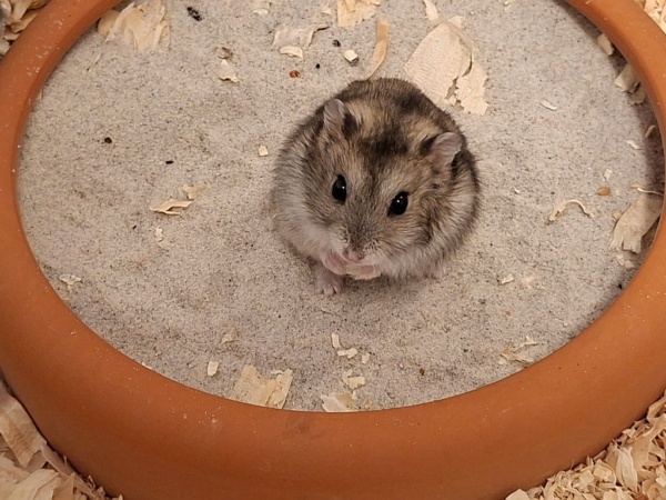 Ugnius Dsungaren-Hybrid Agouti Hamsterhilfe Südwest