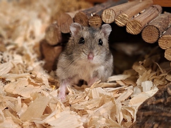 Hamsterhilfe Südwest Ugnius Dsungaren Hybrid Agoutie