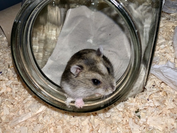 Zwerghamster Ulrika, Hamsterhilfe Südwest