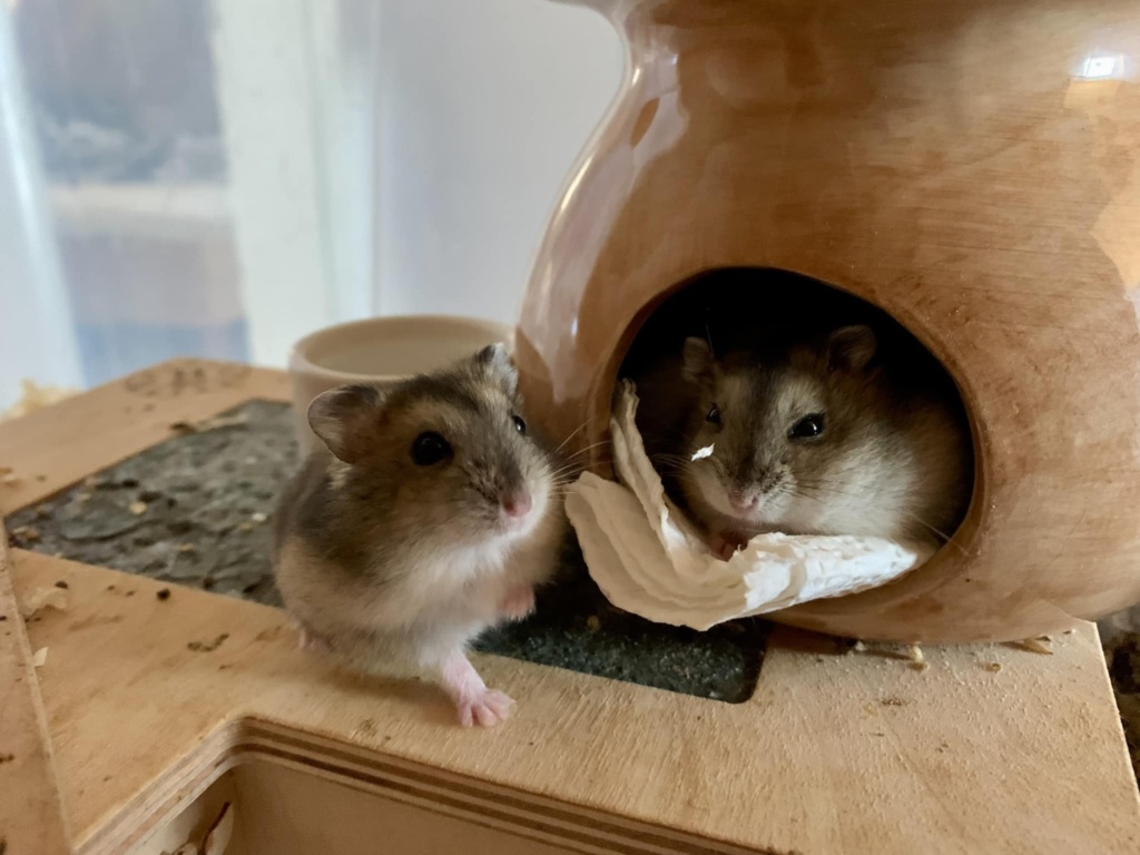 Dsungaren-Hybrid Jungtiere Hamsterhilfe Südwest