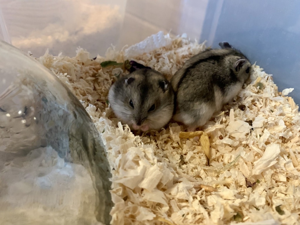 Dsungaren-Hybrid Jungtiere Hamsterhilfe Südwest