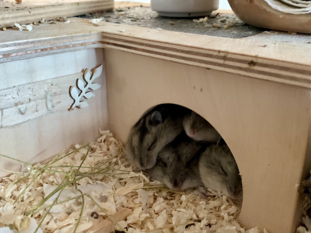 Dsungaren-Hybrid Familie Hamsterhilfe Südwest