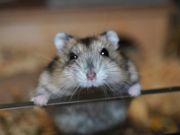 Zwerghamster Mochi von der Hamsterhilfe Südwest