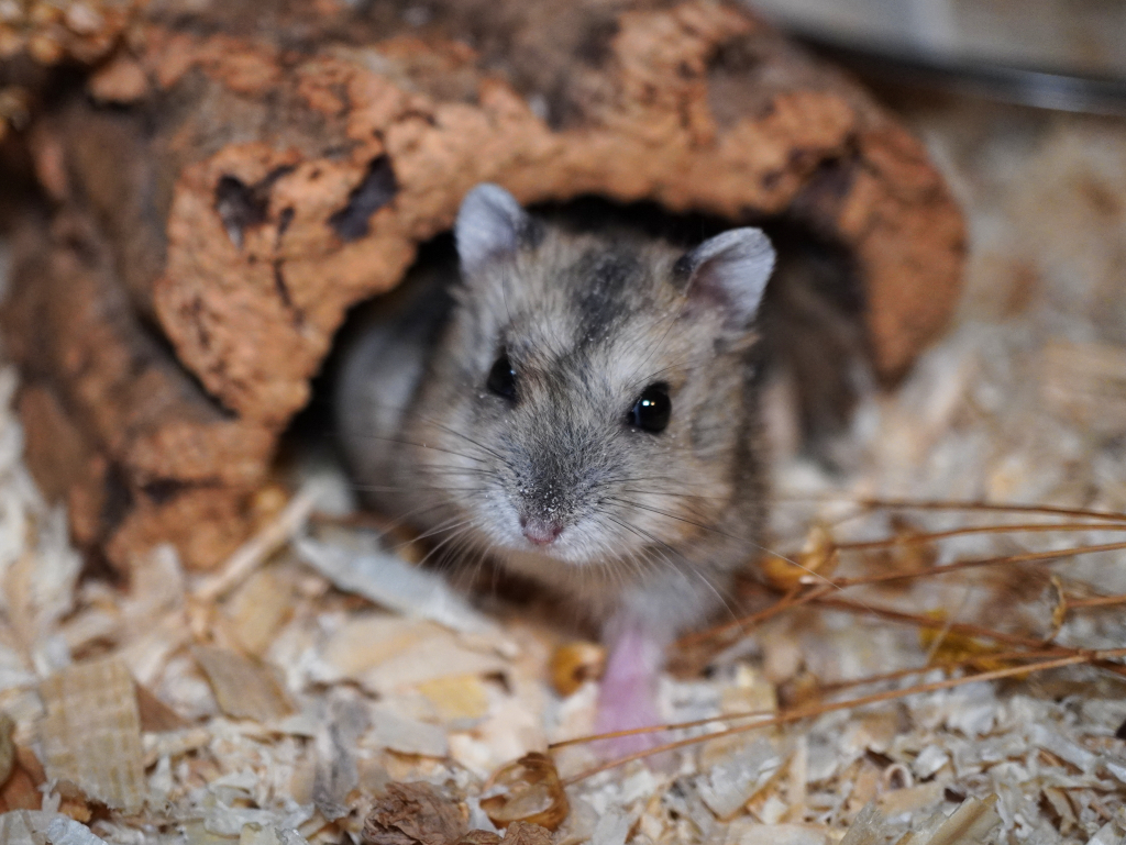 Zwerghamster Mochi von der Hamsterhilfe Südwest