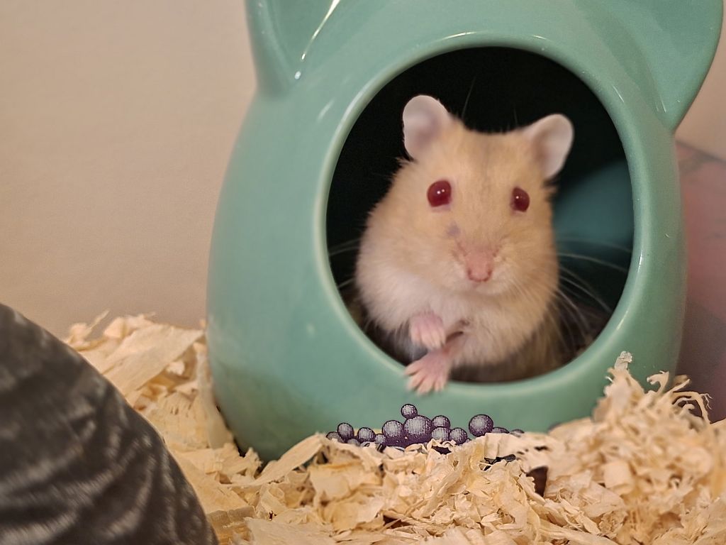 Hamsterhilfe Südwest Hybrid Blue Fawn