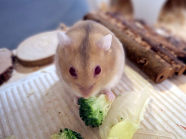 Hamsterhilfe Südwest Hybrid Blue Fawn