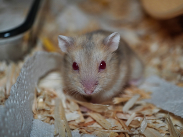 Zwerghamster Paige von der Hamsterhilfe Südwest