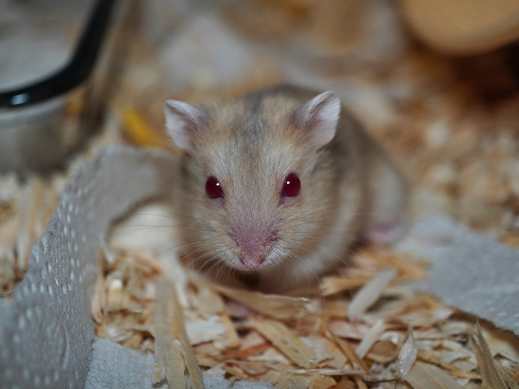 Zwerghamster Paige von der Hamsterhilfe Südwest