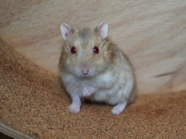 Zwerghamster Patch von der Hamsterhilfe Südwest