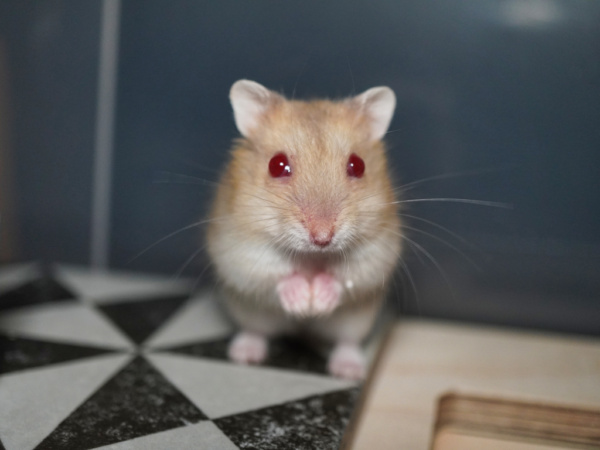 Zwerghamster Phoebe von der Hamsterhilfe Südwest