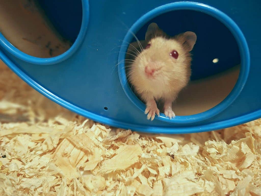 Pickaboo Hybrof Blue Fawn Hamsterhilfe Südwest