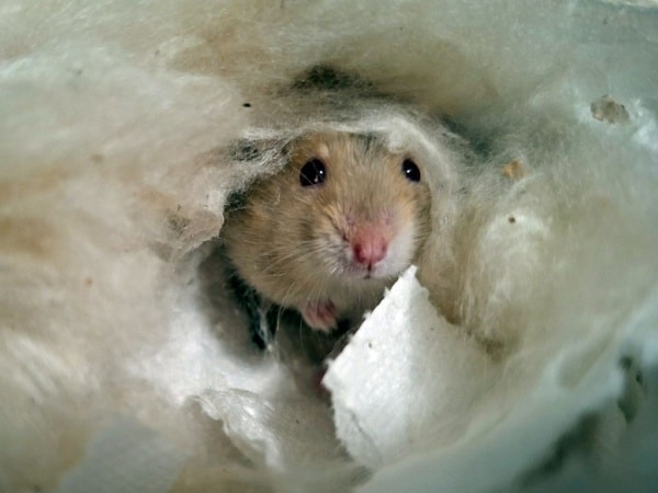 Pickaboo Hybrid Blue Fawn Hamsterhilfe Südwest