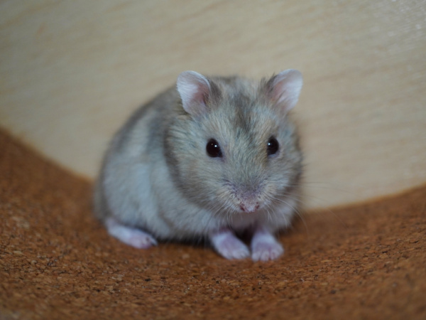 Zwerghamster Pico von der Hamsterhilfe Südwest