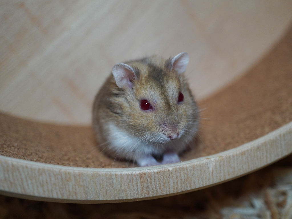 Zwerghamster Pluto von der Hamsterhilfe Südwest