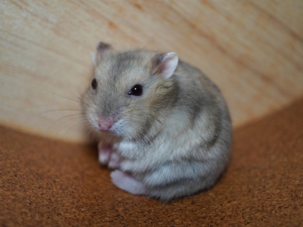 Zwerghamster Pongo von der Hamsterhilfe Südwest