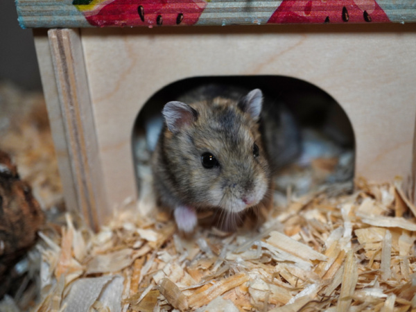 Zwerghamster Pronk von der Hamsterhilfe Südwest