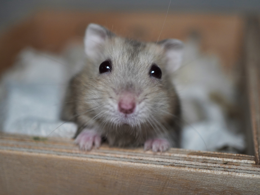Zwerghamster Prudence von der Hamsterhilfe Südwest