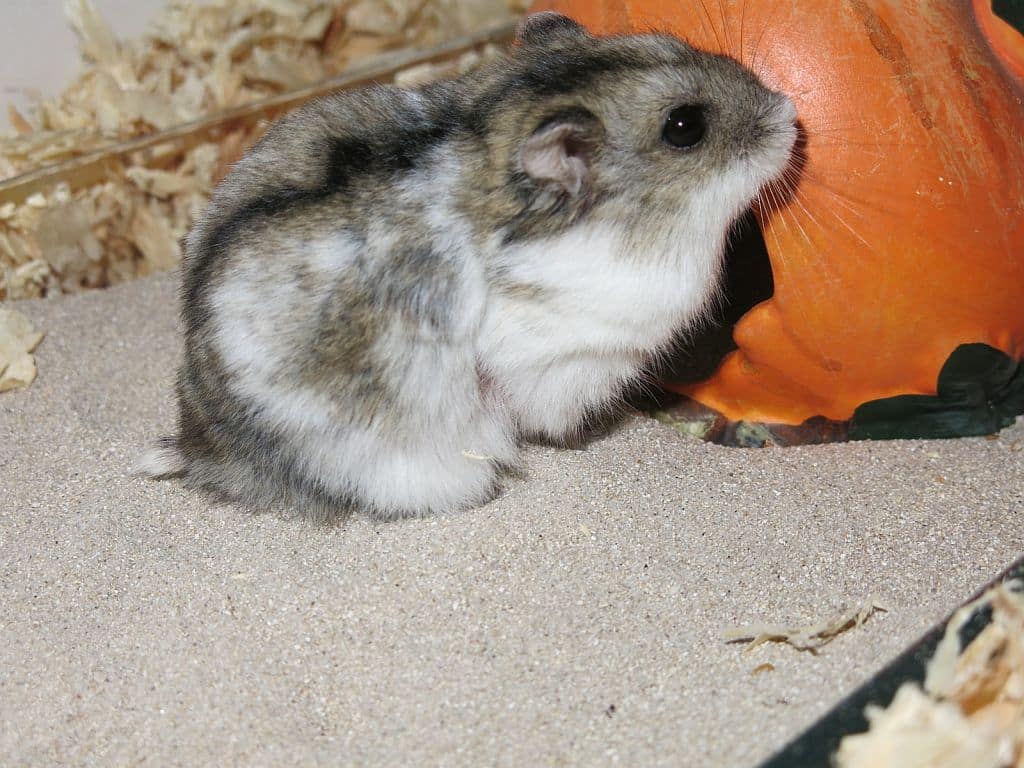 Fenris Dsungaren-Hybrid Hamsterhilfe Südwest