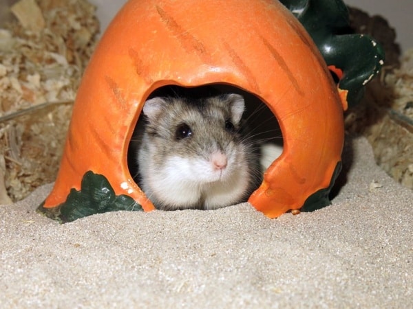Fenris Dsungaren-Hybrid Hamsterhilfe-Südwest