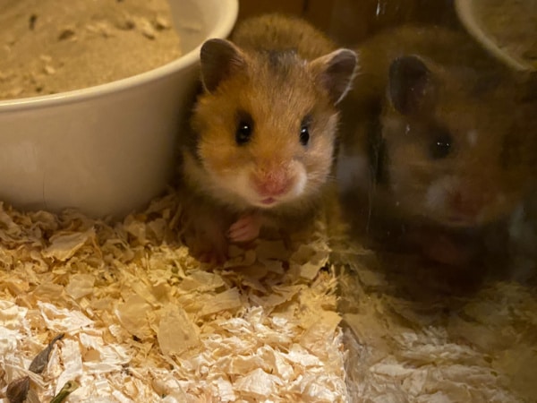 Teddyhamster Hamsterhilfe Südwest
