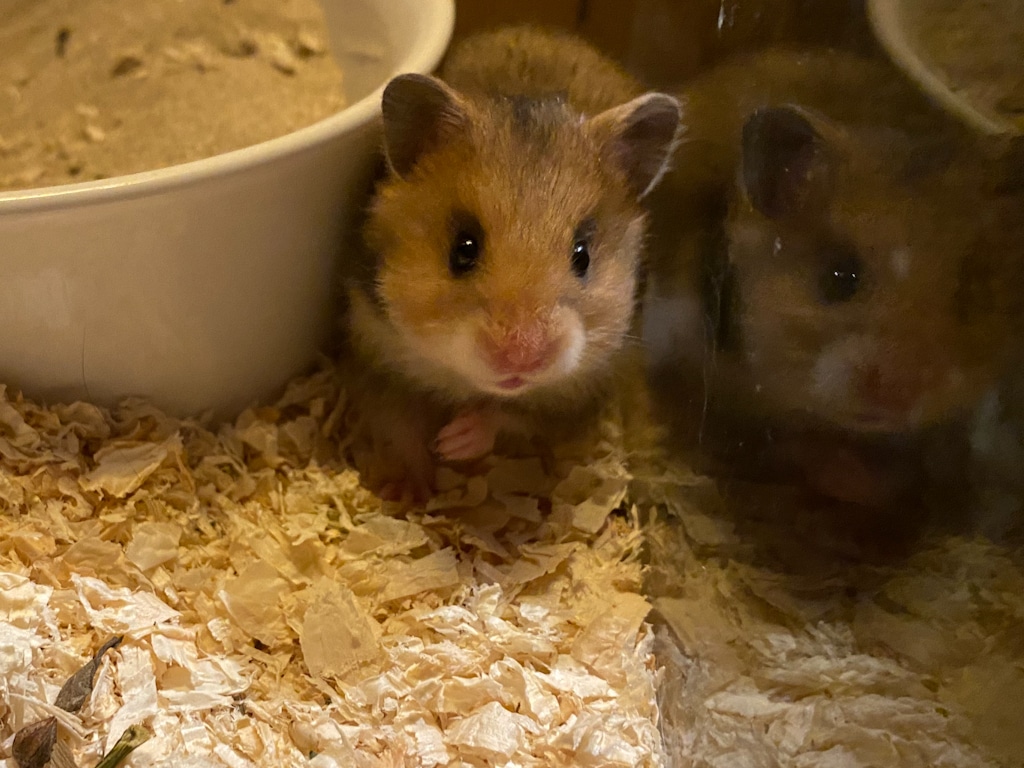 Teddyhamster Hamsterhilfe Südwest