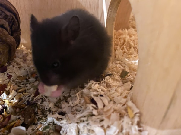 Teddyhamster Hamsterhilfe Südwest