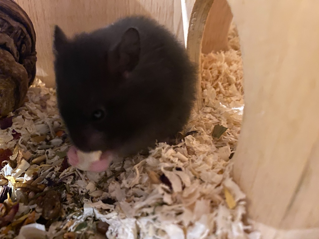 Teddyhamster Hamsterhilfe Südwest