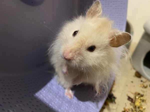 Teddyhamster Hamsterhilfe Südwest