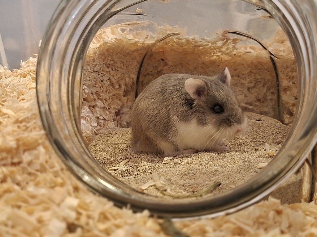 Hamsterhilfe Südwest Roborowski Zwerghamster