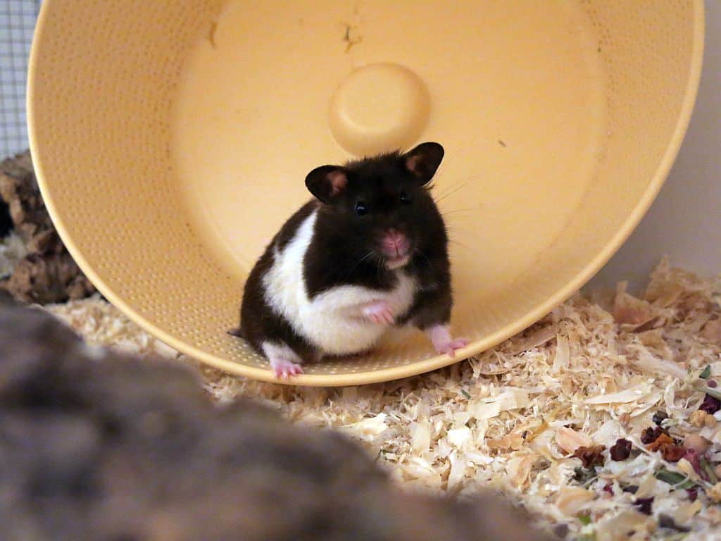 Hamsterhilfe Südwest Goldhamster Black Banded