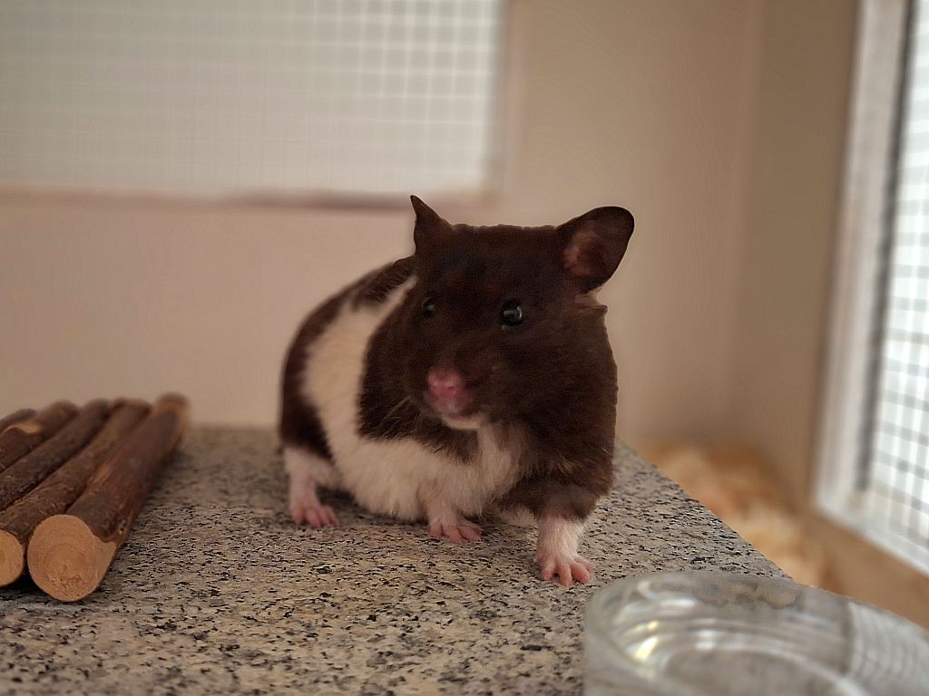 Hamsterhilfe Südwest Goldhamster Black Bandend